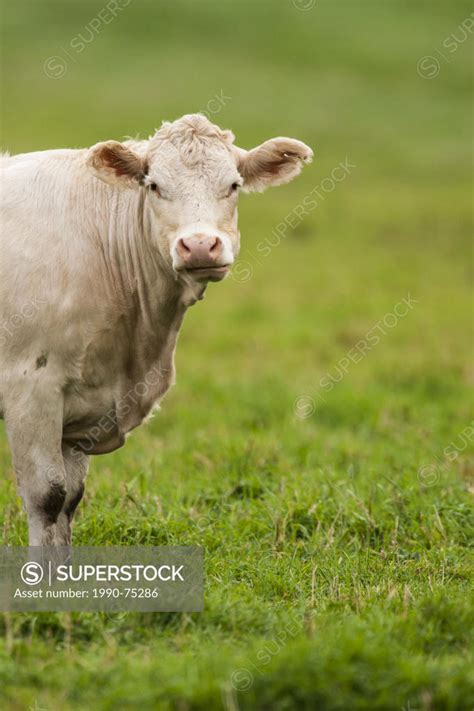 Charolais Cattle Bos Taurus A Beef Breed Of Cattle Which Originated