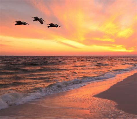 Brown Pelicans Flying In Formation At Sunset On Florida Beach