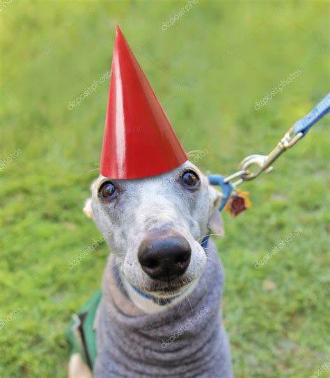 Dog with birthday hat — Stock Photo © graphicphoto #53620721