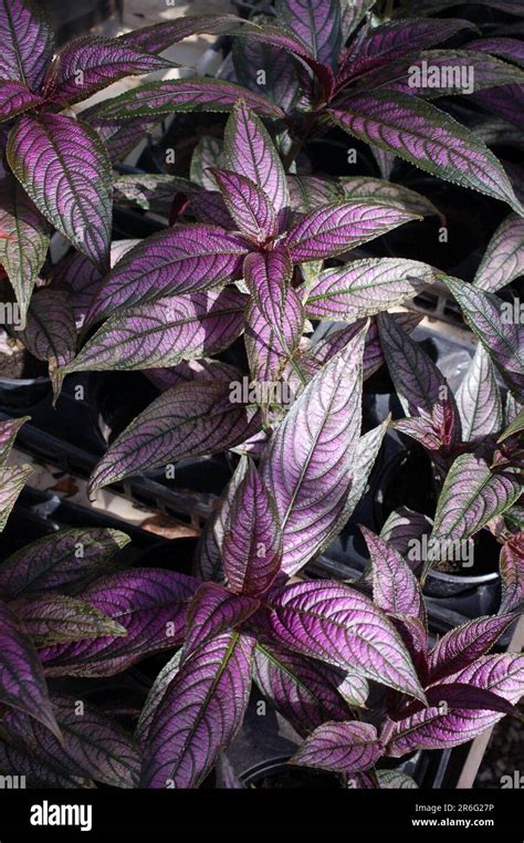 Persian Shield Plant Stock Photo - Alamy