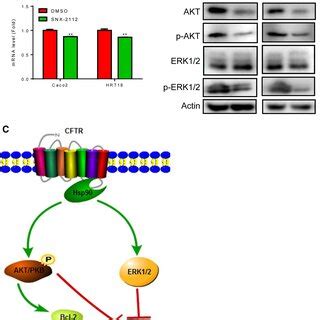 Suppression Of ERK1 2 And AKT Phosphorylation By Hsp90 Inhibition