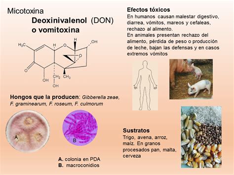 Mohos Productores De Micotoxinas