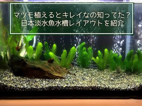 淡水魚と水槽、写真全てセット Mx