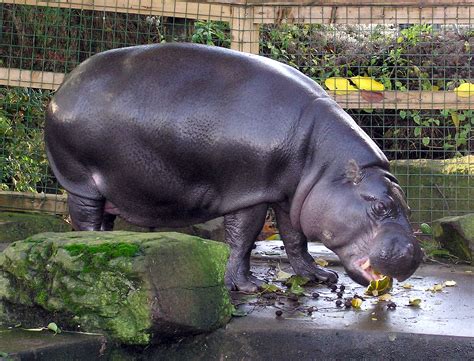 Pygmy Hippo Day: Meet the Rare Creature That’s Hiding in West Africa’s ...