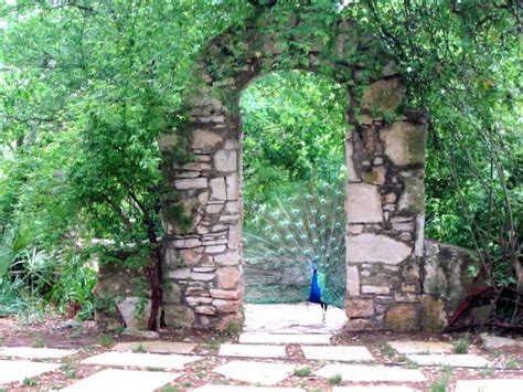 Pretty Peacocks Of Mayfield Park And Nature Preserve In Austin Texas Peacocks Park In And