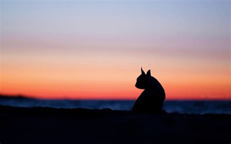 Cat Silhouette Wallpaper - WallpaperSafari