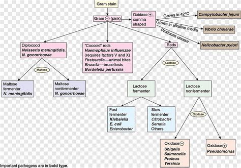 Gram Negative Bakterien Mikrobiologie Flussdiagramm F R Gram Positive