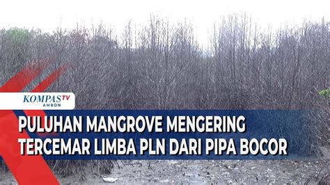 Tercemari Limbah Mangrove Di Teluk Ambon Mengering Youtube