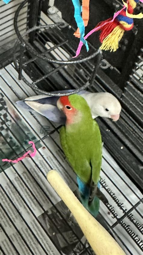 Jack + Violet] The Love Birds - Parrot Outreach Society