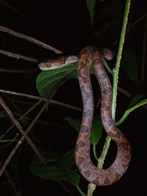 Rhombic Cat Eyed Snake From Bijagua Provincia De Alajuela Upala