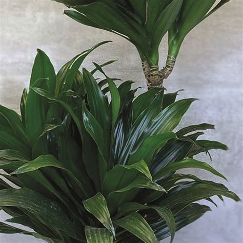 how to care for dracena plant