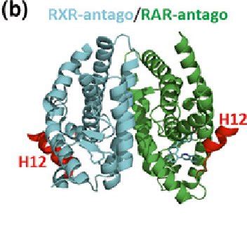 1 Structural Organization Of RAR Together With The Atomic Resolution