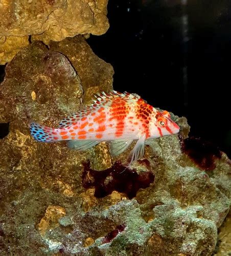 Pixy Hawkfish 3 Blue Hook Aquatics