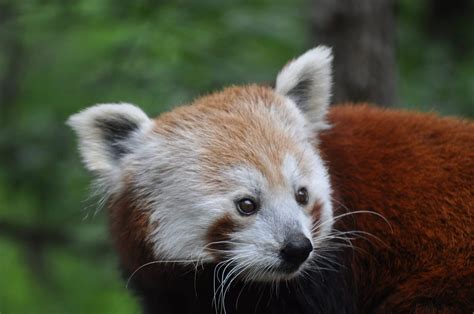 Educar Para Proteger La Importancia De Salvar Especies En Peligro De