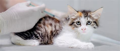 Kitten Vaccinations Guide Royal Canin ® Royal Canin Za