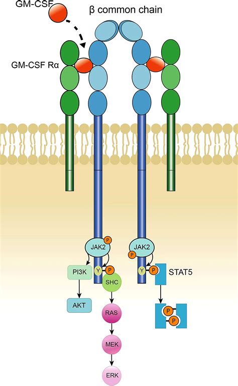 Frontiers Role Of Gm Csf In Lung Balance And Disease