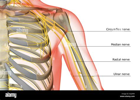 Axillary nerve shoulder hi-res stock photography and images - Alamy