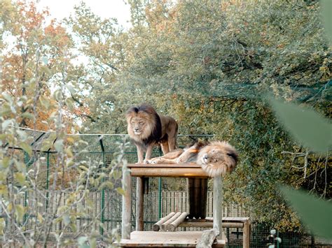 The Big Cat Sanctuary Review: Lodges, Lions & Little Ones Too - The
