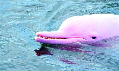 Private Pink Dolphins And Pig Island Tour Koh Samui Tours