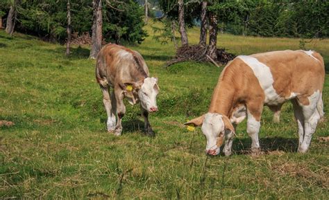 Calves Calf Bovine - Free photo on Pixabay - Pixabay
