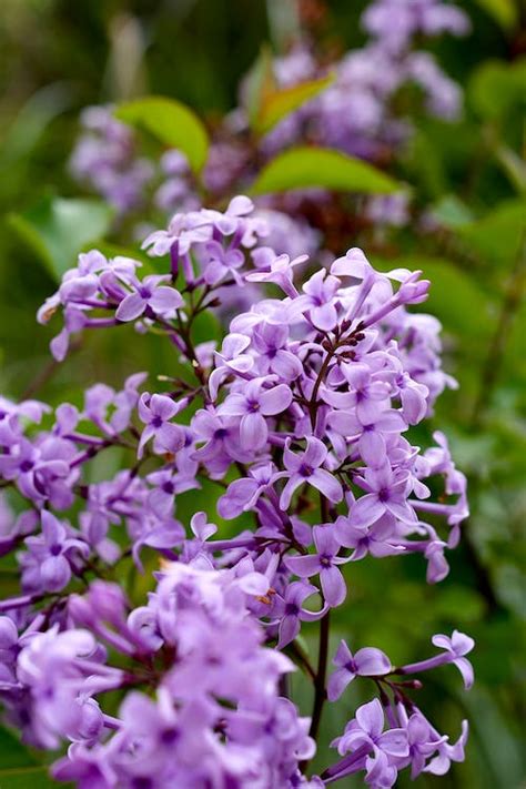 Close Up Of Purple Flowers · Free Stock Photo