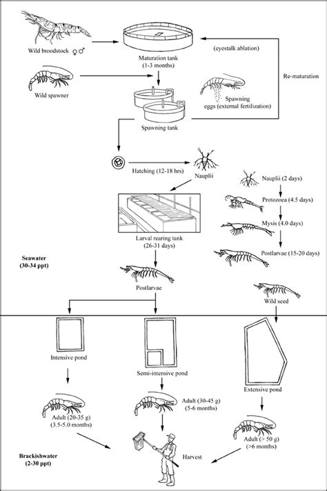 Fao Penaeus Monodon Fabricius