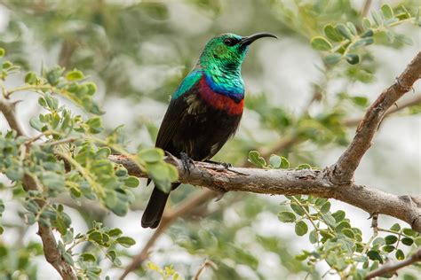 Southern Double Collared Sunbird Cinnyris Chalybeus Discovering Birds