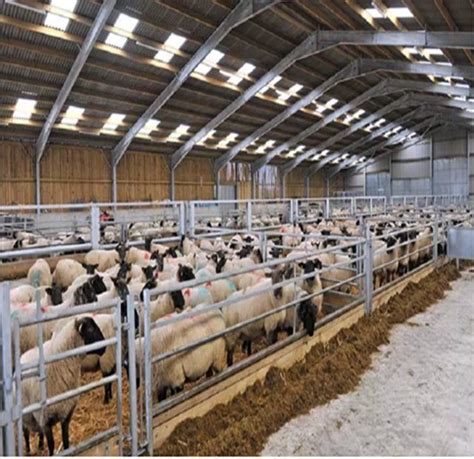 Light Steel Structure Cattle Sheep Goat Farm House Building Shed