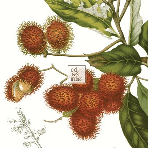 Rambutan Fruit Year 1863 — Old East Indies Heritage Art Collection