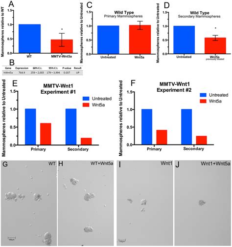 Wnt5a Inhibits Mammosphere Formation A Mammosphere Cultures Were