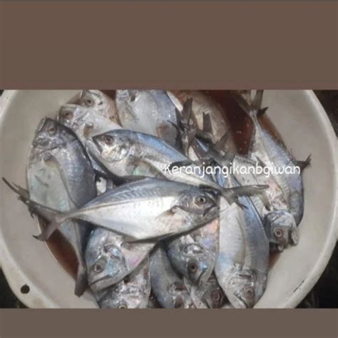 Jual Ikan Kuwe Segar Ikan Kuwe Lilin Kg Isi Bukan Frozen Free