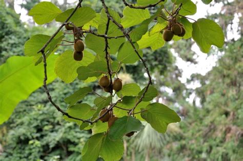 Actinidia: Variety of Species and Growing in the Garden - Best ...