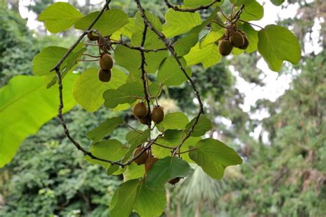 Actinidia: Variety of Species and Growing in the Garden - Best ...