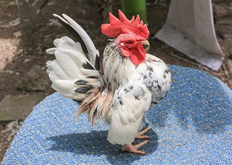 Razas de Gallos ENANOS o BANTAM Cría de Aves