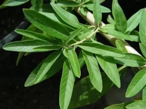 Verveine Menthe D Argentine Aloysia Polystachya Bio La Serre