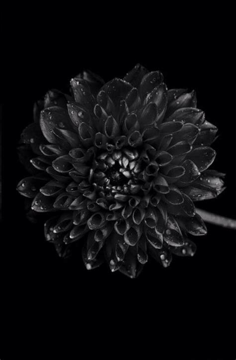 Dalia Negra Back To Black All Black Black And White Floral