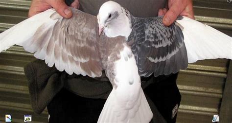 Pigeon Racing In Philippines The Next Big Thing Pigeon Breeds