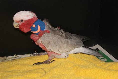 Bird Vet Perth & Melbourne (Chicken, Parrots Etc.) | The Unusual Pet Vets