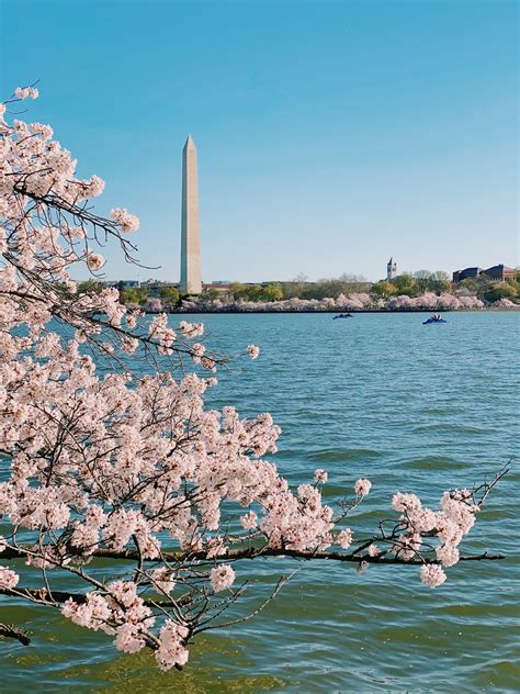 How to See the Cherry Blossoms in Washington, D.C.