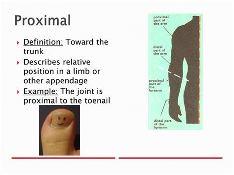 What Is Proximal In Anatomy Images And Photos Finder