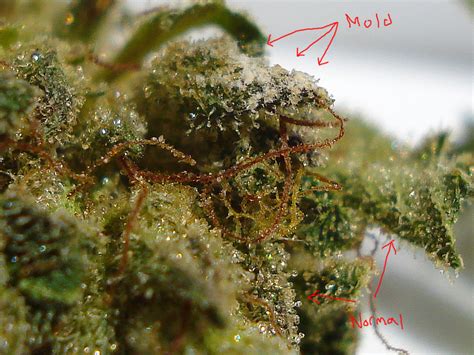 How To Distinguish Between Trichomes And Mold Grasscity Forums