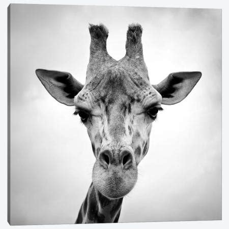 Giraffe I Canvas Print by Chelsea Victoria | iCanvas