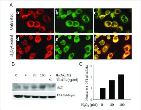 Maspin Gst Interaction In Response To H O Treatment A Confocal