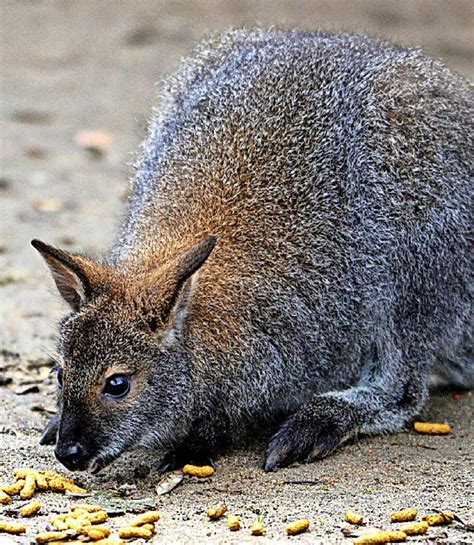 Känguru hoppelt durch Heckenland - Südwest - Badische Zeitung