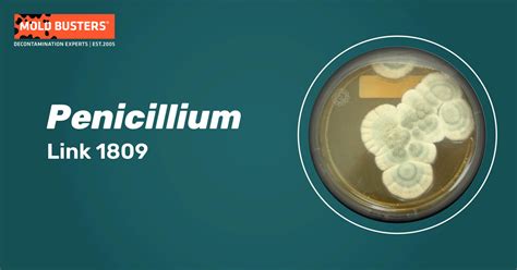 Penicillium: Species, Allergy Effects & Treatment | Mold Busters