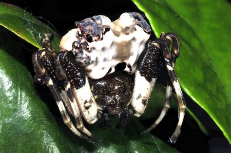 10 Utterly Bizarre Spider Species