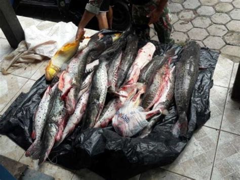 Pescadores são flagrados 255 kg de peixes e multados em R 11 8 mil