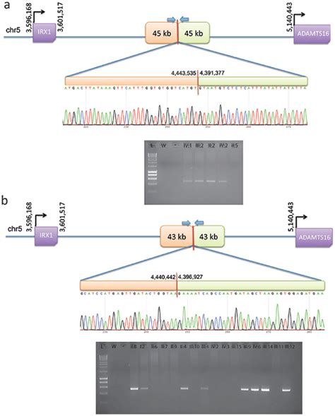 Pcr And Sanger Sequencing Validation Of Duplication Breakpoints And