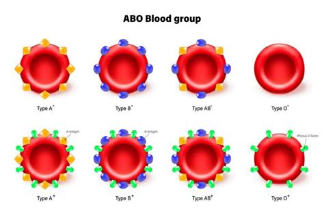 Wussten Sie Dass Thema Bluttransfusion Bild 1 14