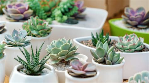 The Ultimate Guide To Propagating Succulents